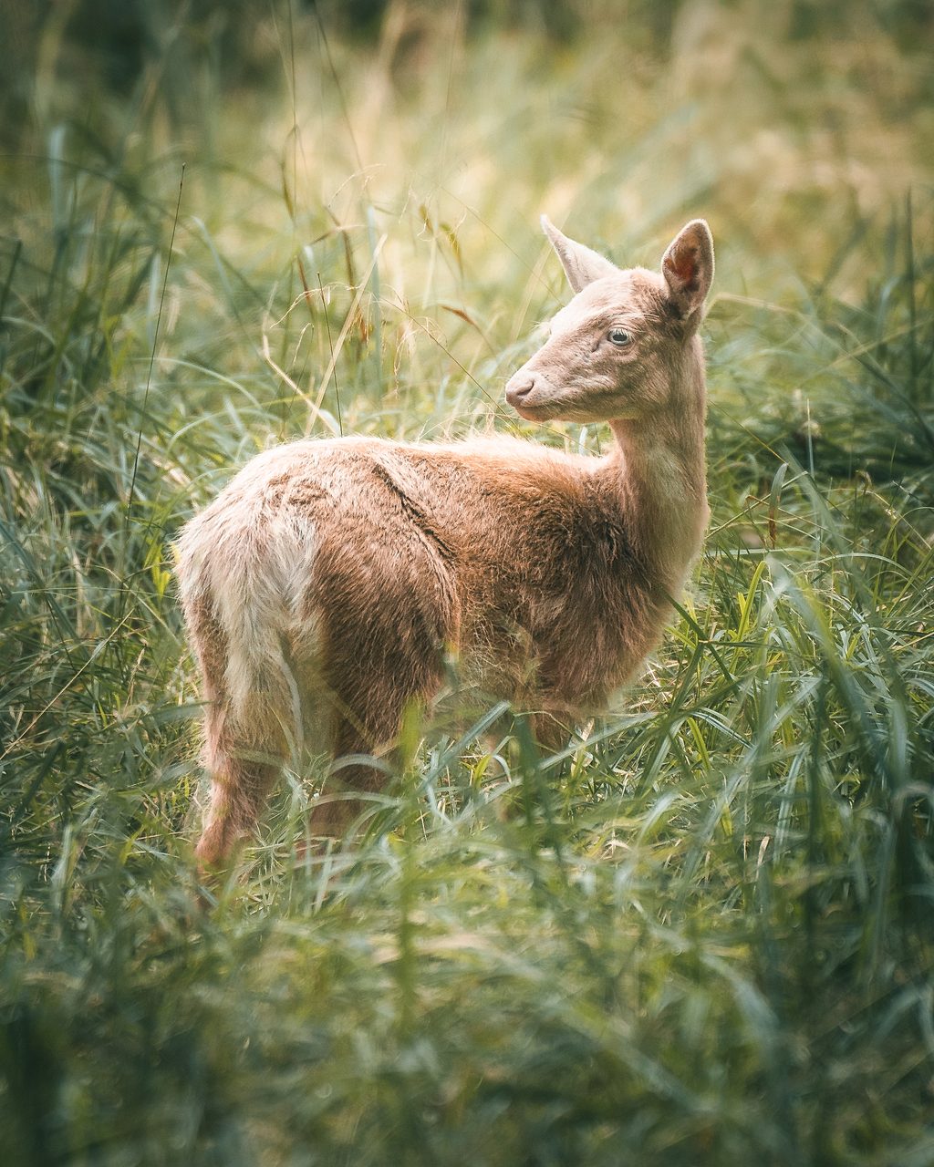 A pale elk standing in tall grass.