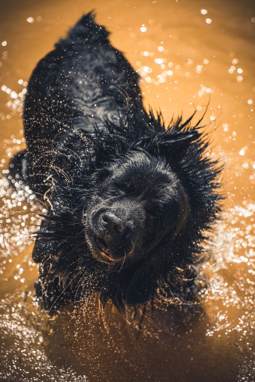 A black dog shaking itself in gold-lit water.