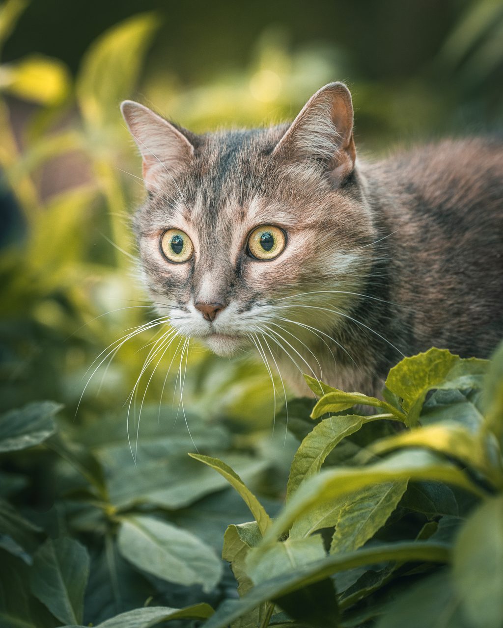 A grey cat looking out from the leaves.