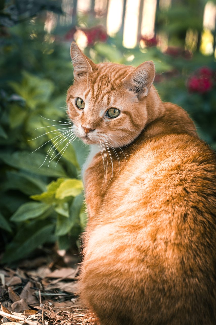 A ginger cat turning to look back over its shoulder in a garden.