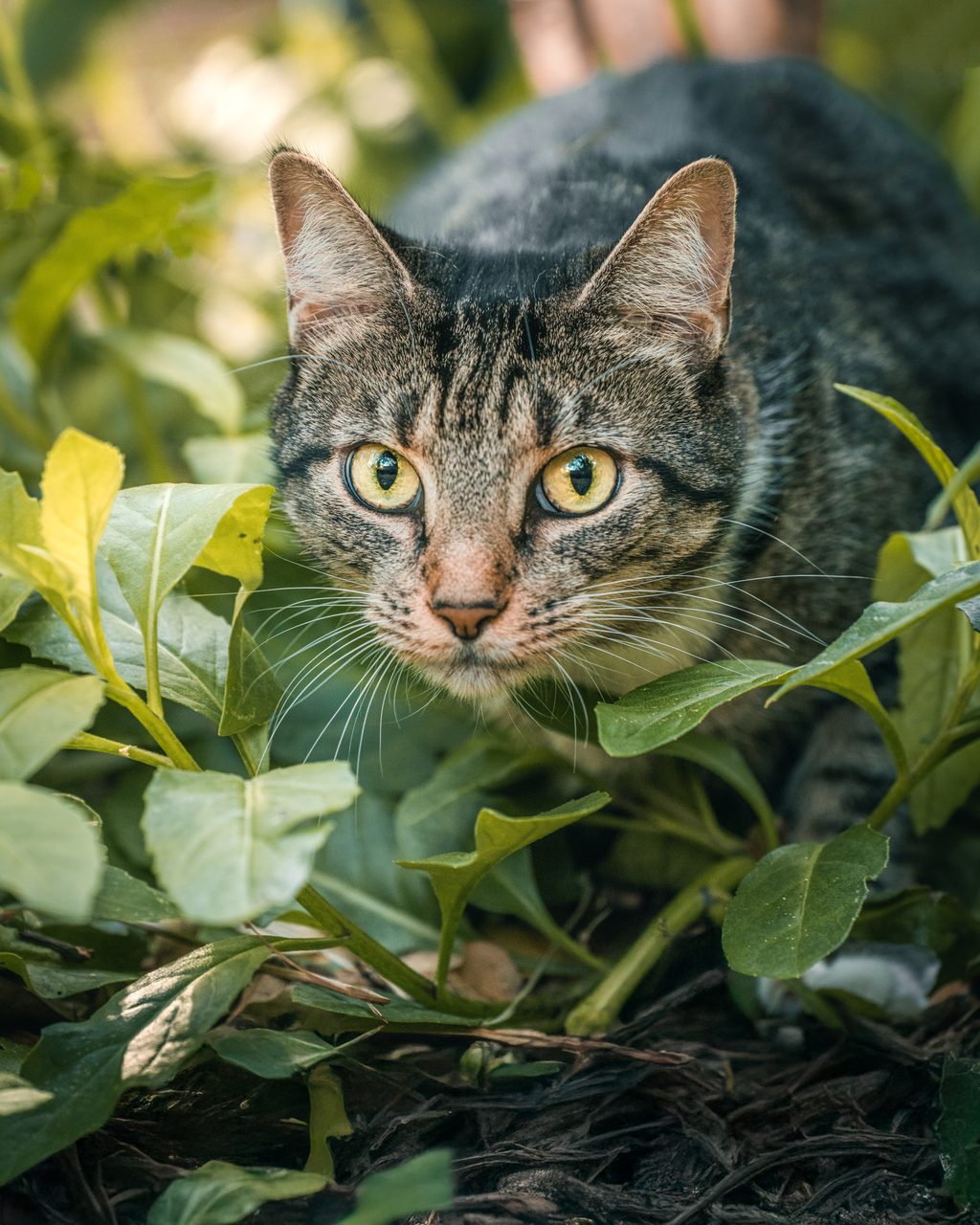 A tabby crouched low in the undergrowth, watching.