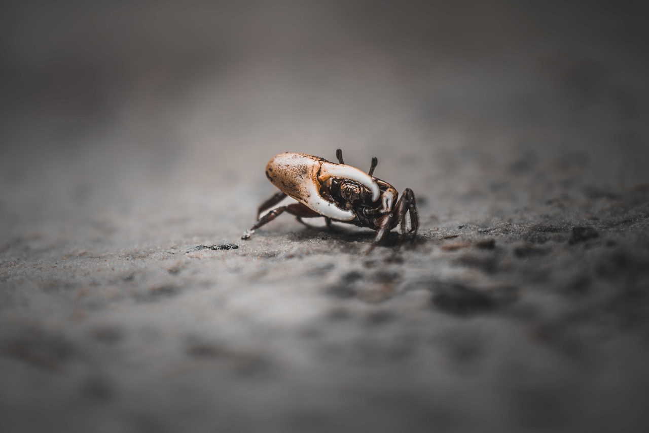 A fiddler crab crossing wet sand.