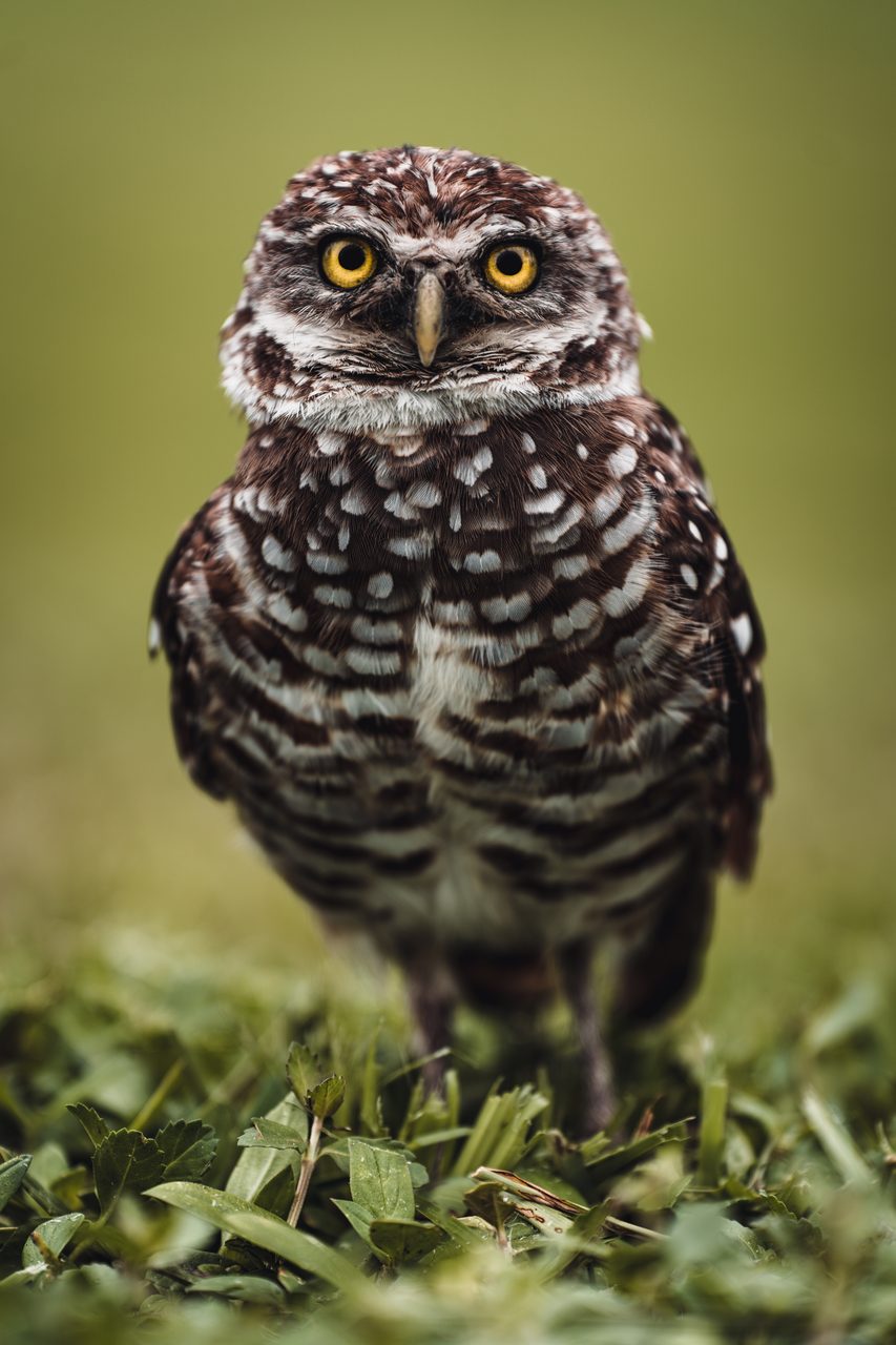 A burrowing owl on cropped grass, spotted brown and white, facing the camera.