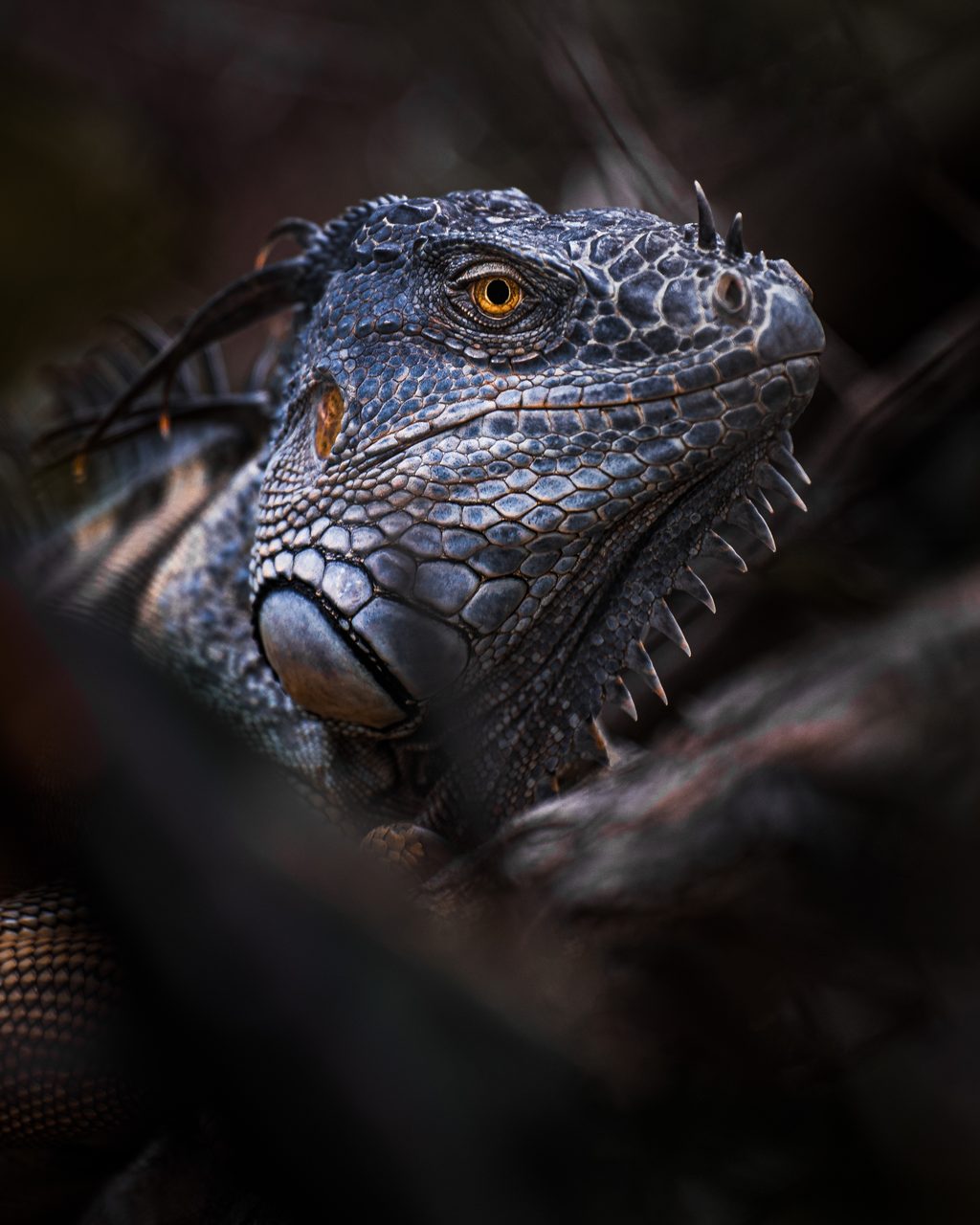 An iguana's head caught through a gap in the dark leaves, its eye orange.