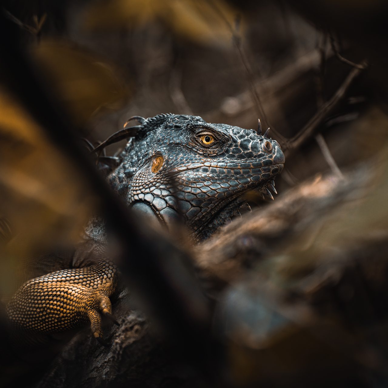 An iguana watching from cover, its eye holding the light.