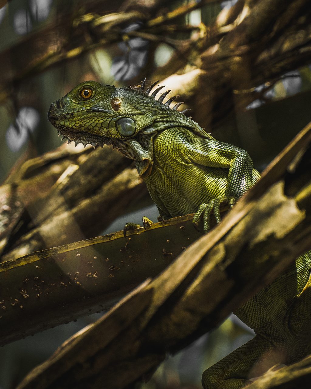 A green iguana climbing among palm fronds.