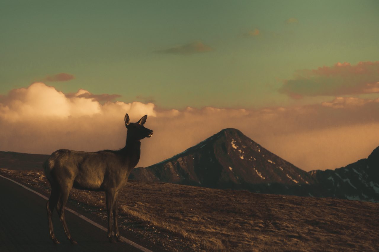 A young elk standing at the roadside at dusk, a peak behind it.