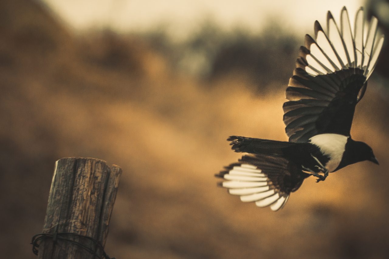 A magpie lifting off a fence post, wings wide.