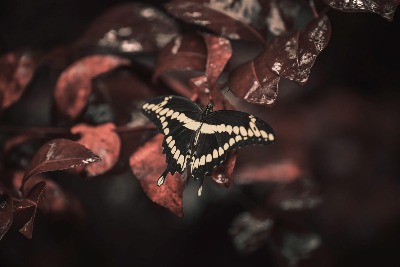 A swallowtail resting open-winged among red leaves.