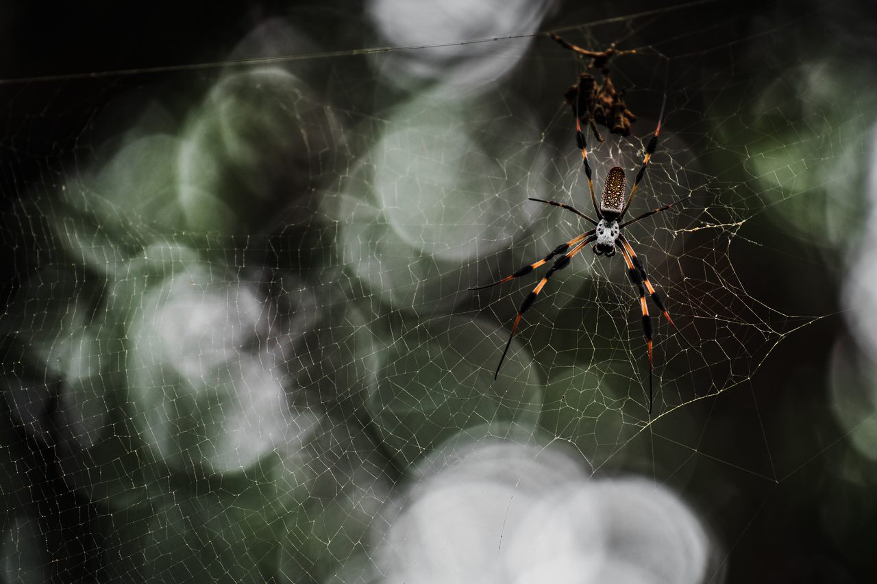A golden silk orb weaver at the centre of its web, the woods behind it out of focus.