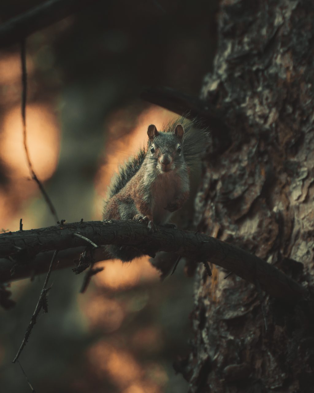 A squirrel on a pine branch, the forest burning orange behind it.