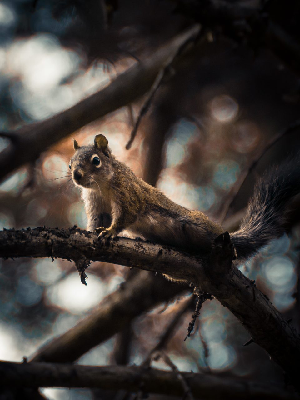 A squirrel stretched along a branch, its tail curled behind.