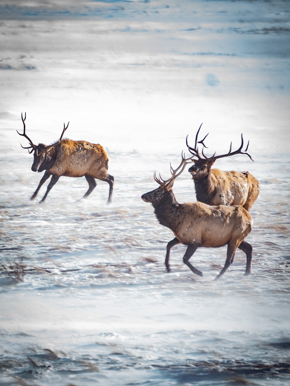 Three bull elk running through blowing snow.