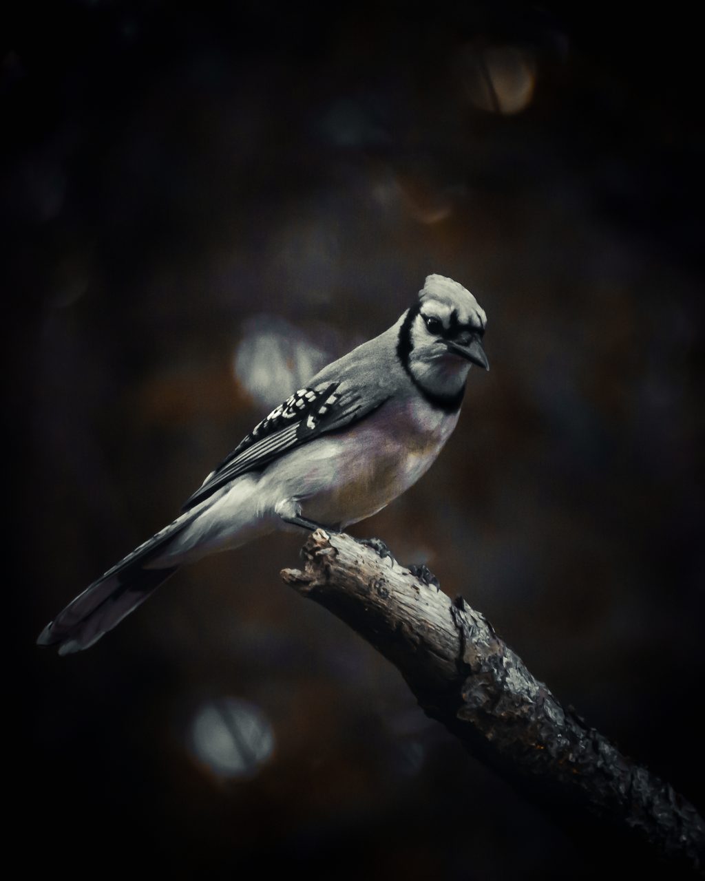 A jay on a broken branch against a dark ground.