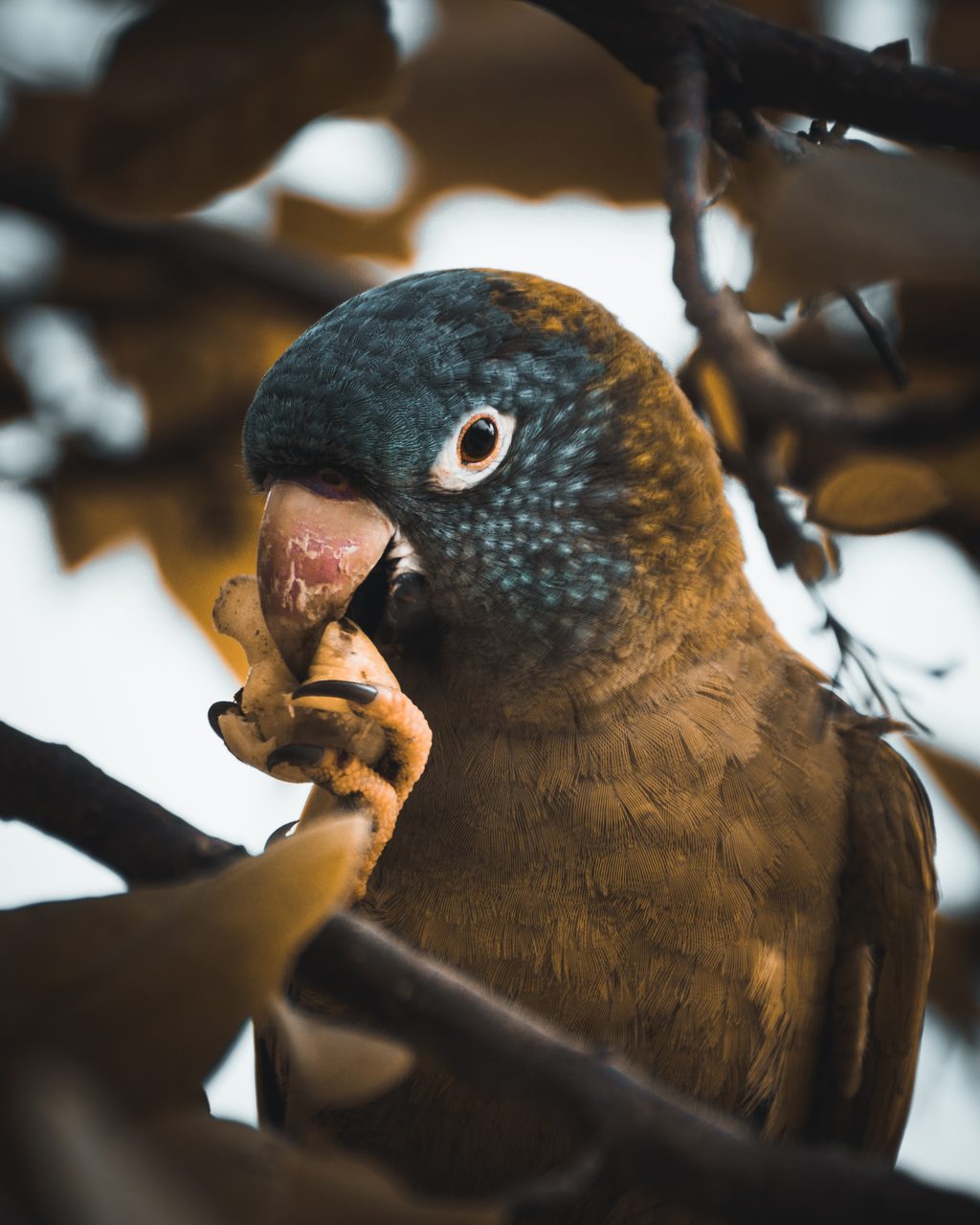 A parrot with a blue head raising a foot to its beak.