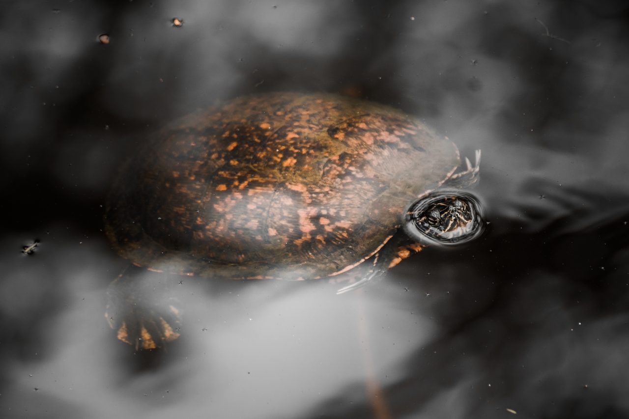 A turtle surfacing in dark water, its shell mottled orange.