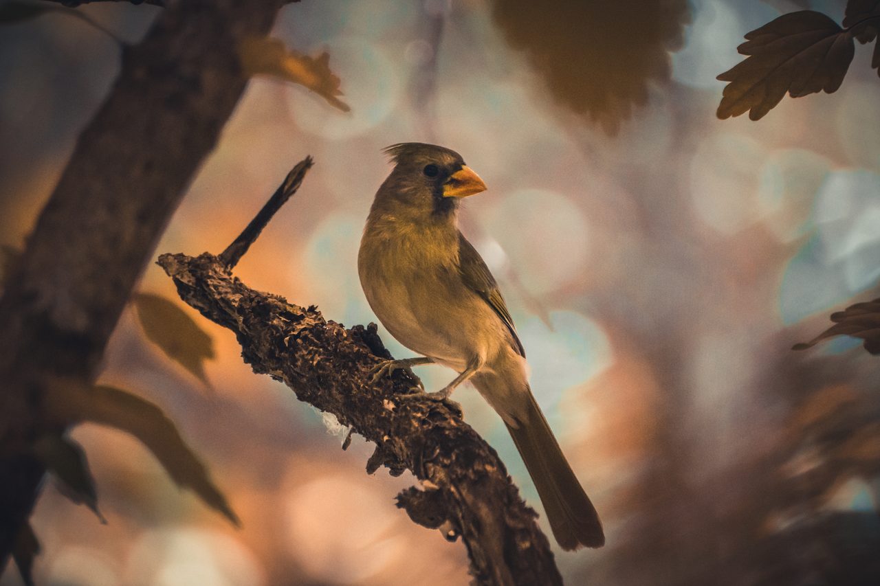 A female cardinal on a lichened branch, the light behind her breaking into circles.