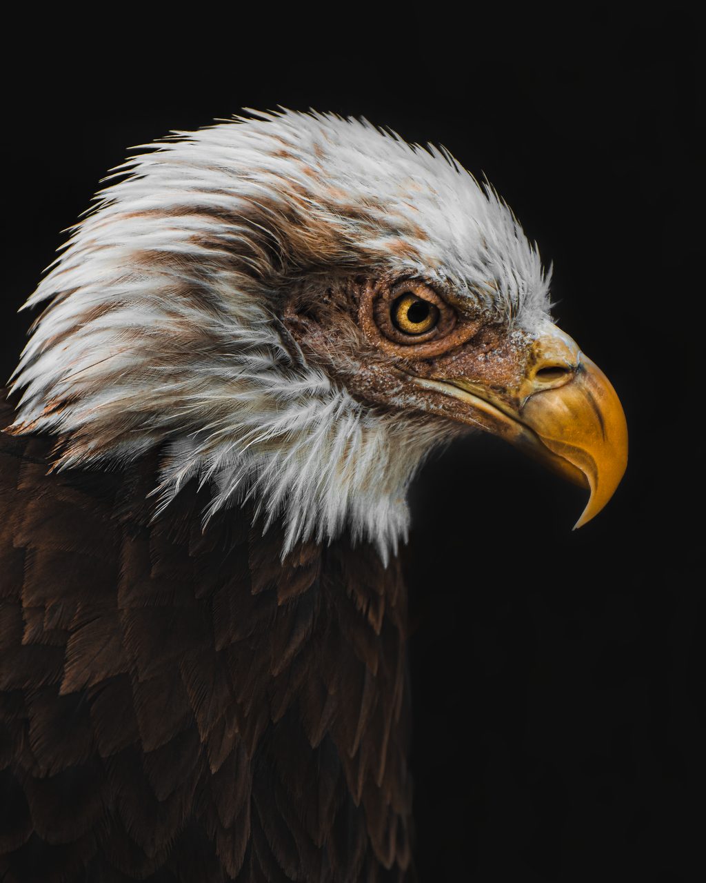 An eagle, head and shoulders.