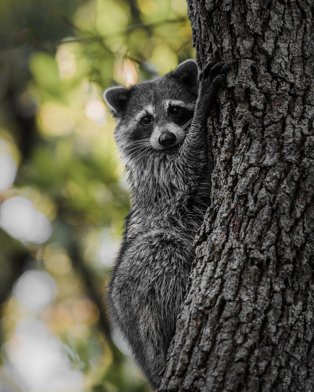 A raccoon clinging to the side of a trunk, looking back over its shoulder.