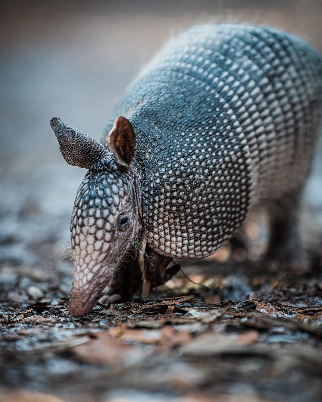 An armadillo working its nose through the leaf litter.