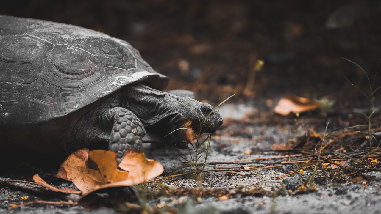 A gopher tortoise walking over sand and fallen leaves.