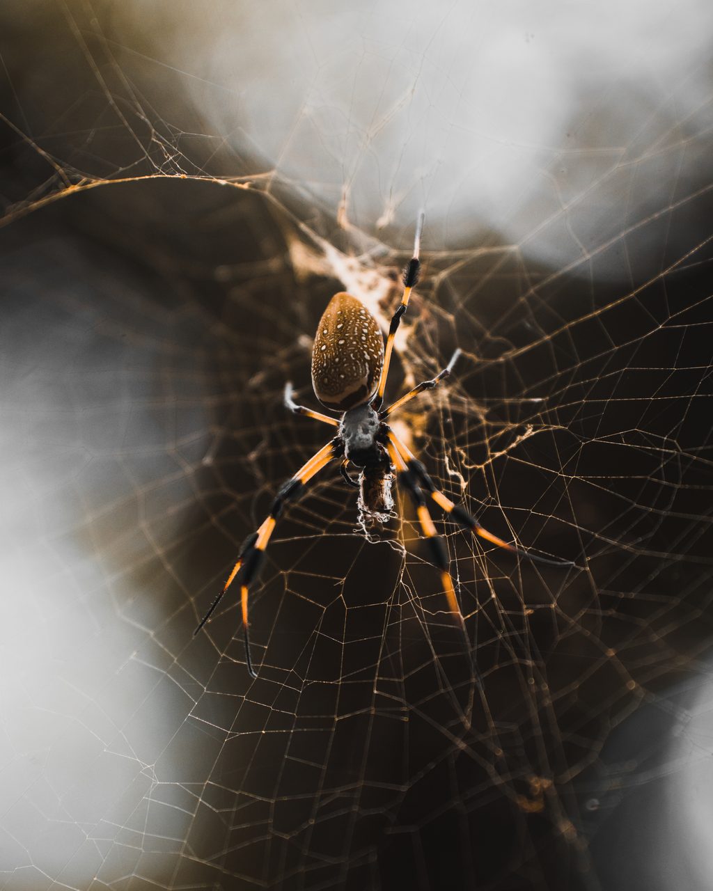 A golden orb weaver holding its web in warm light.