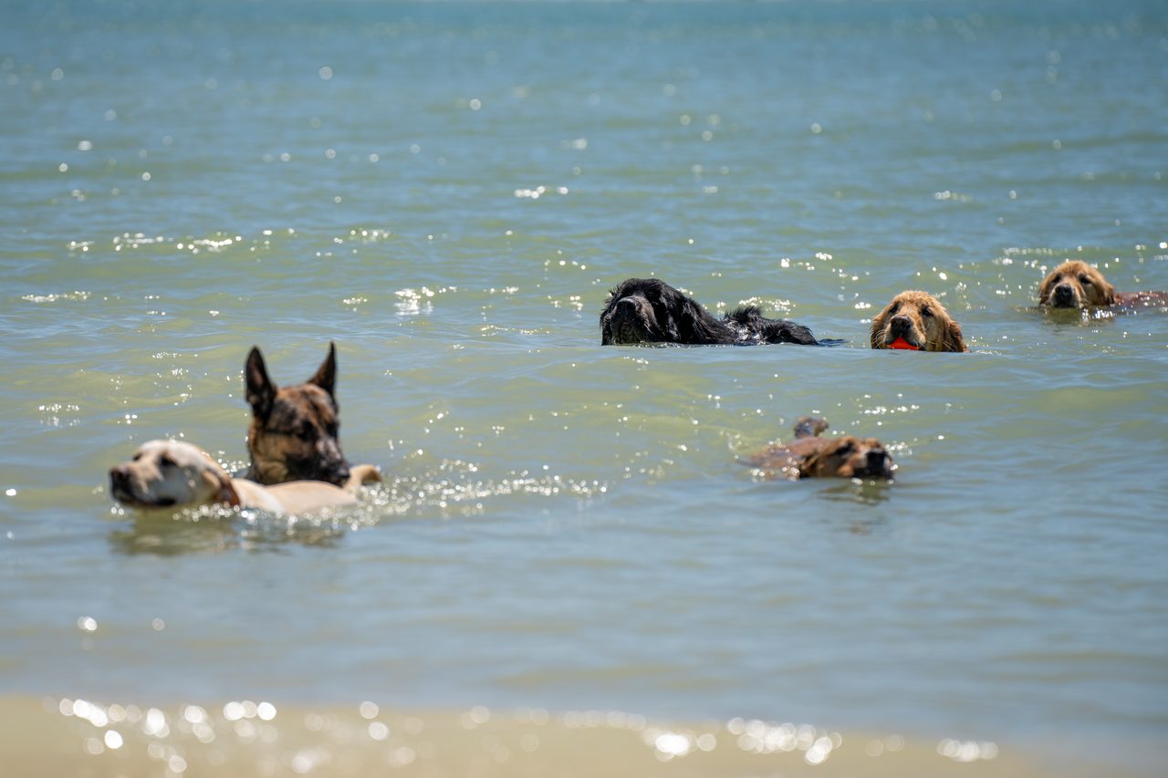 A pack of dogs swimming out through bright shallow water.
