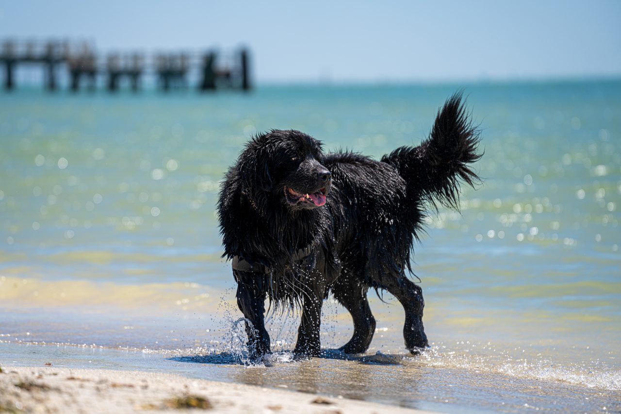 A black Newfoundland walking out of the shallows, a pier behind it.