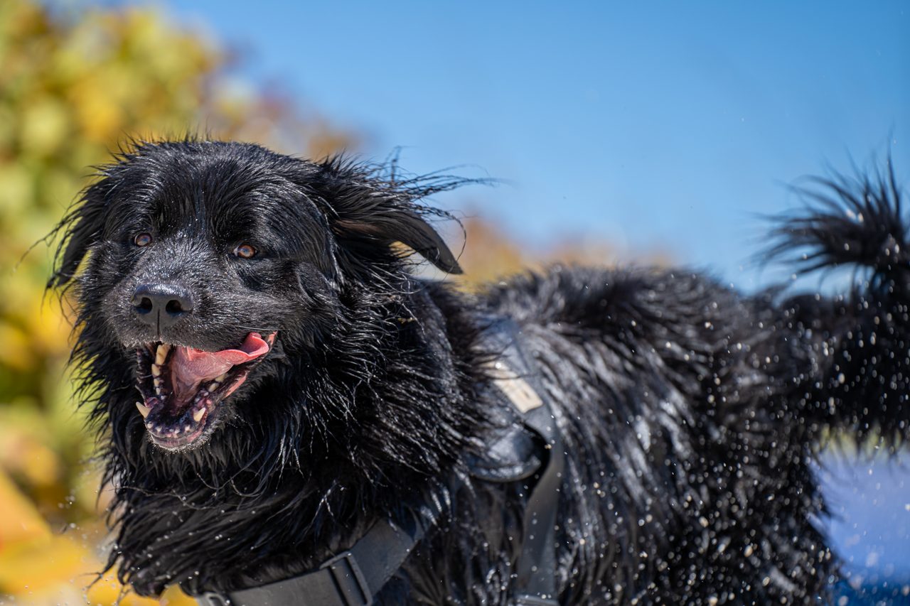 A black Newfoundland shaking the water off against a blue sky.