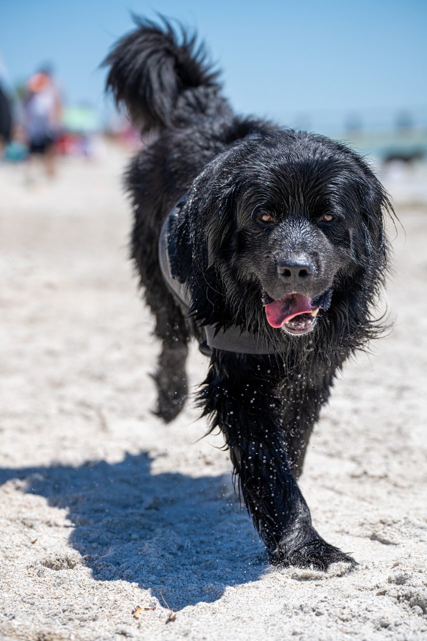 A black Newfoundland walking up the beach, wet from the water.
