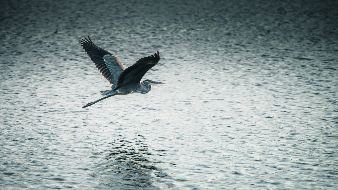 A heron flying low across open water.
