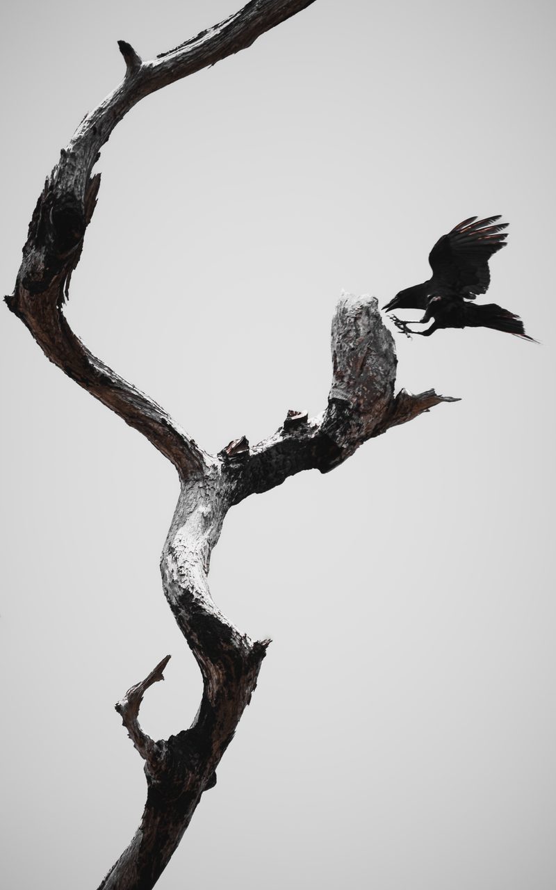 A crow landing on the crook of a bare dead branch against a pale sky.