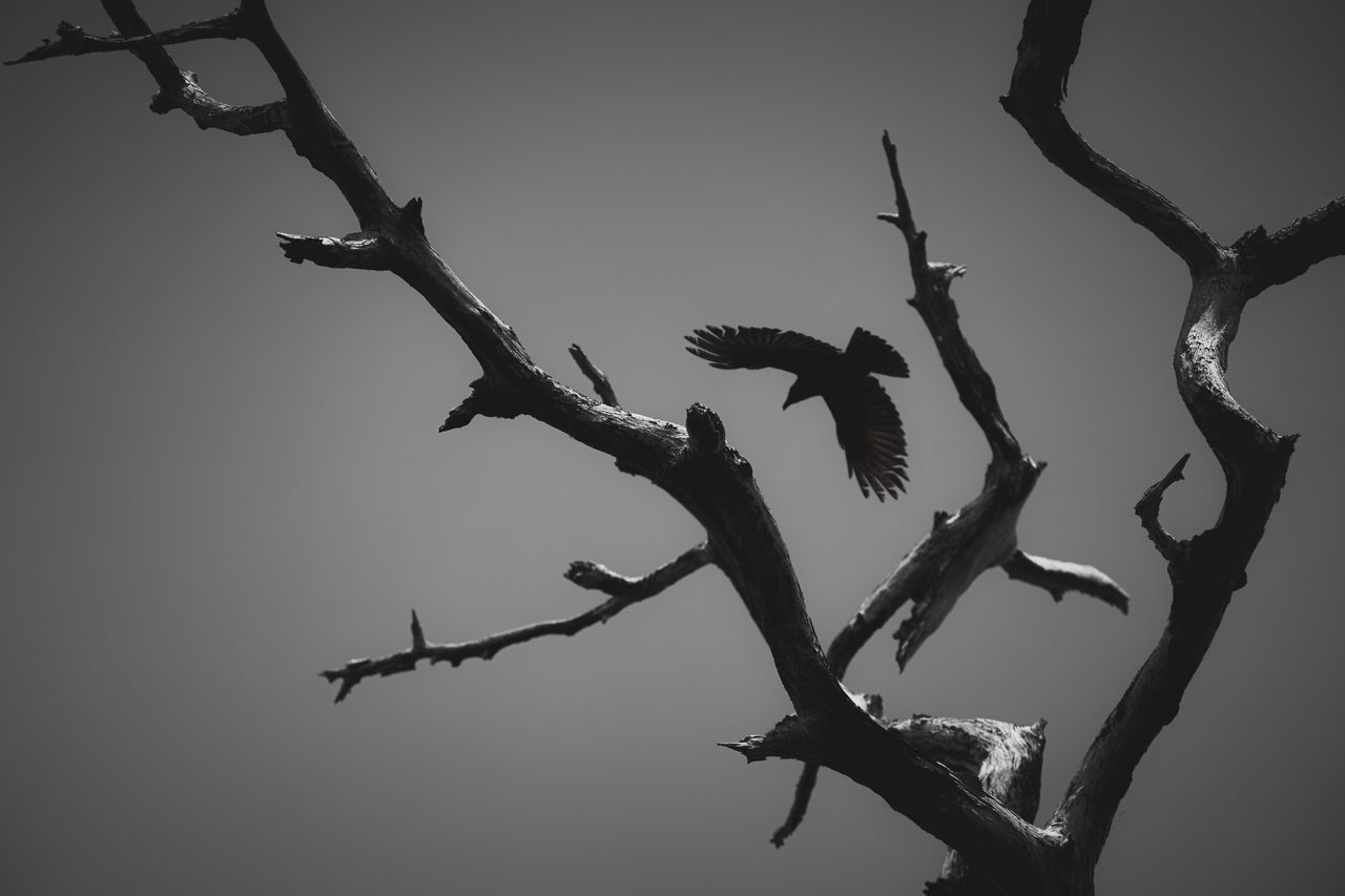 A crow flying through the bare limbs of a dead tree, in black and white.
