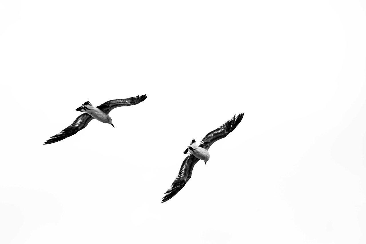 Two gulls turning together against a white sky.