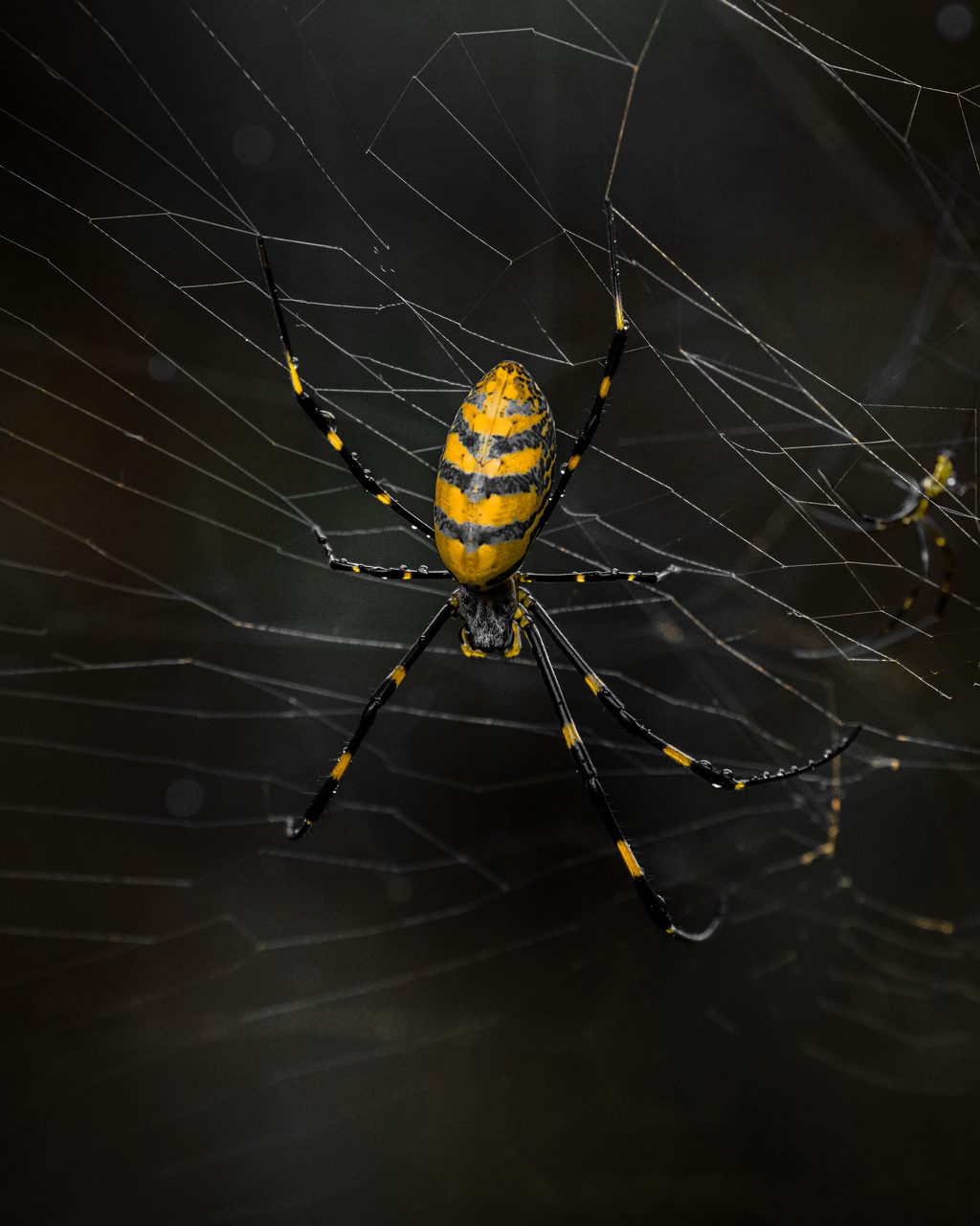 A yellow and black garden spider hanging in its web against the dark.