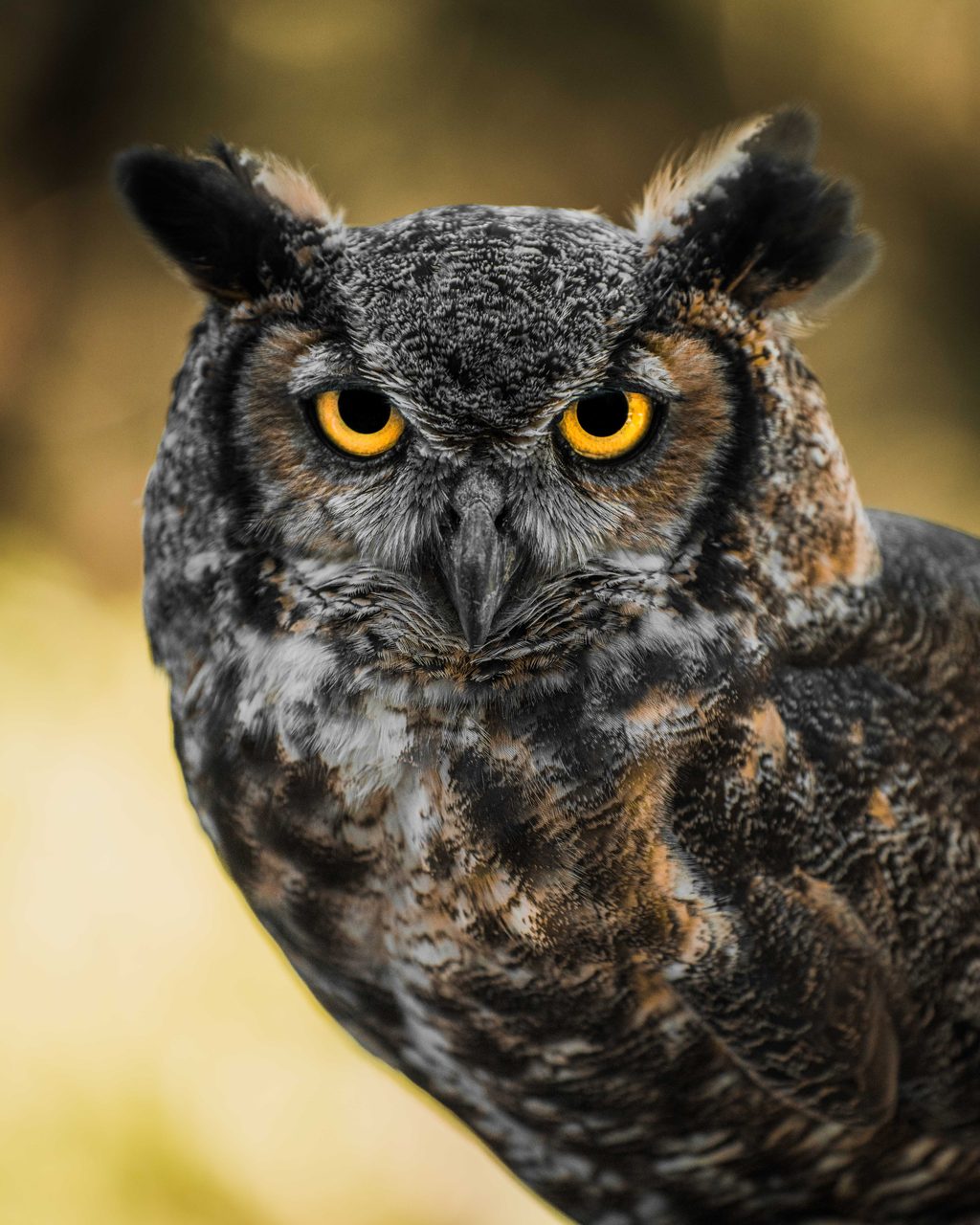 A great horned owl facing forward, both eyes wide, against a pale yellow ground.