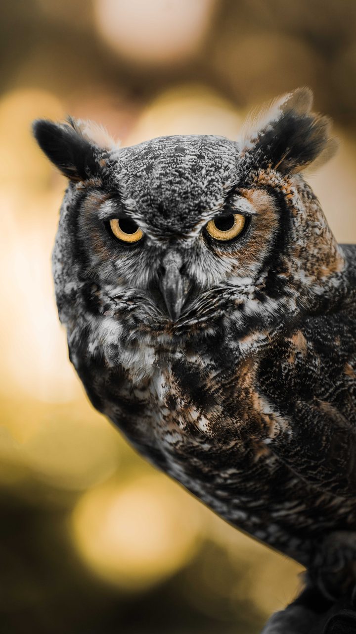 A great horned owl against soft golden light.