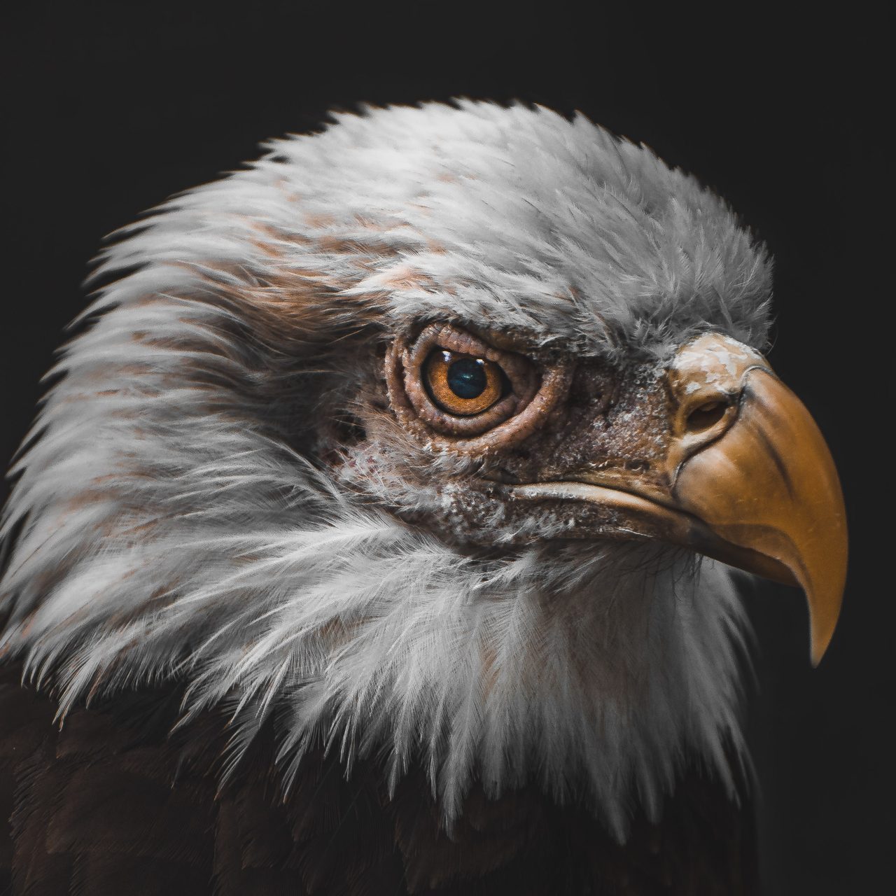A bald eagle's head in close profile against black, the eye holding the light.