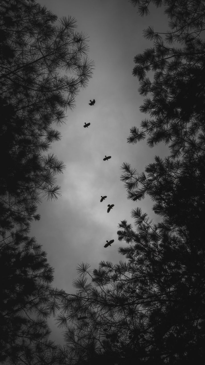 Five birds circling overhead, seen upward through a gap in the pines.