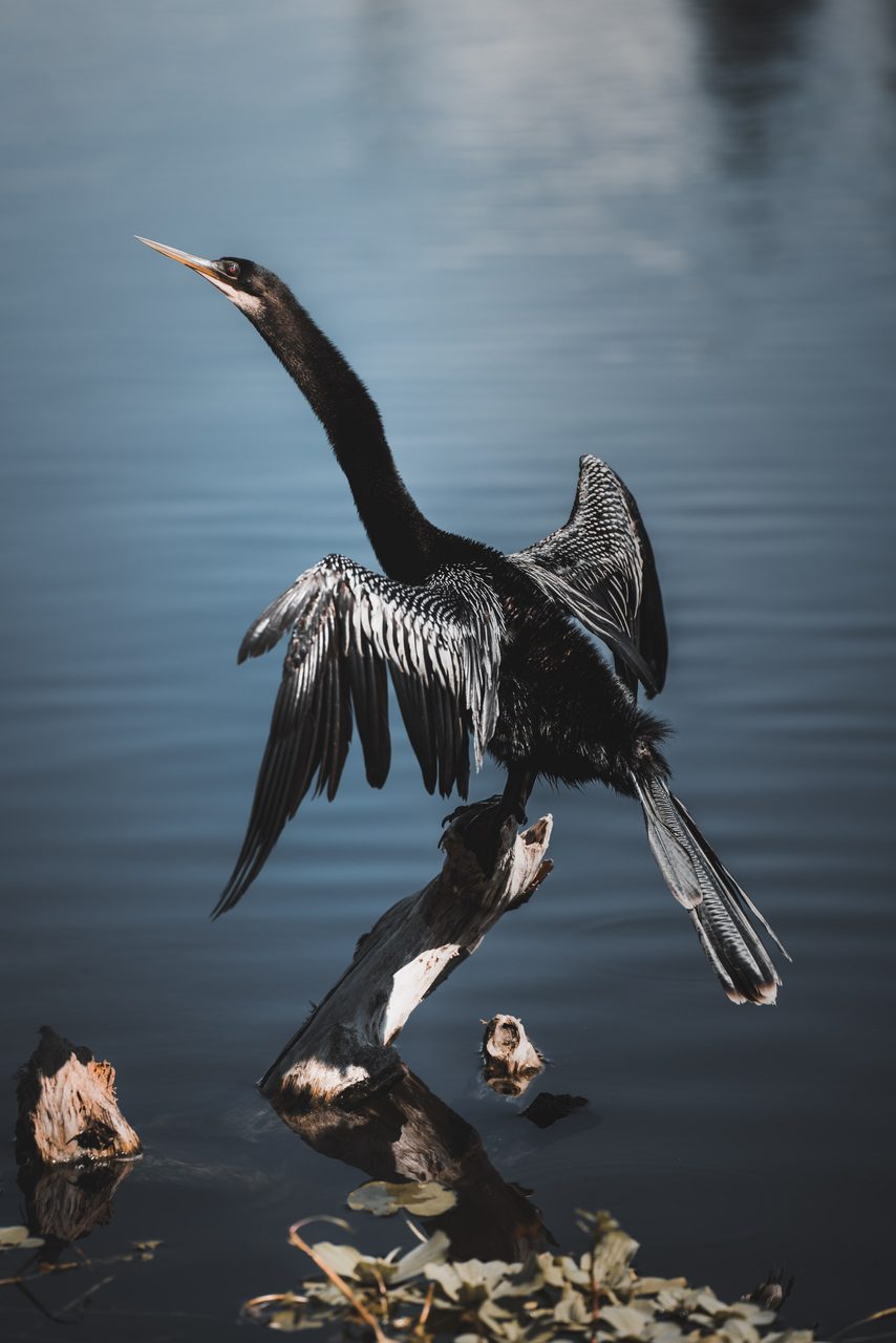 An anhinga spreading its wings to dry on a stump above still water.