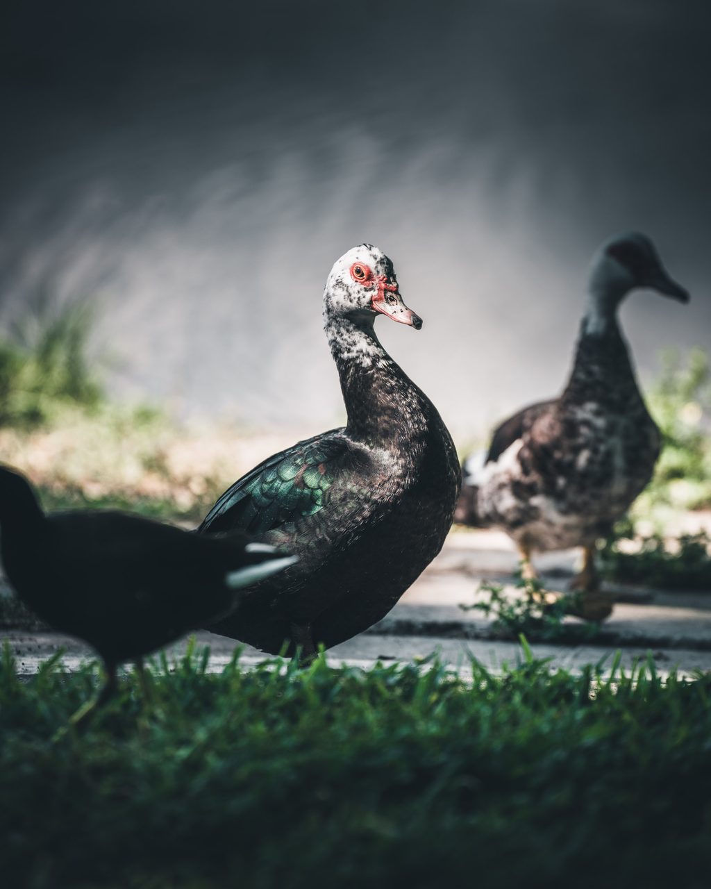A Muscovy duck standing on the bank with two more behind it.