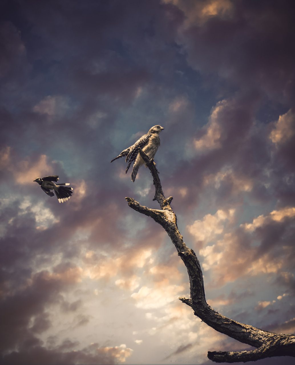 A bird standing on driftwood under a heavy sky.