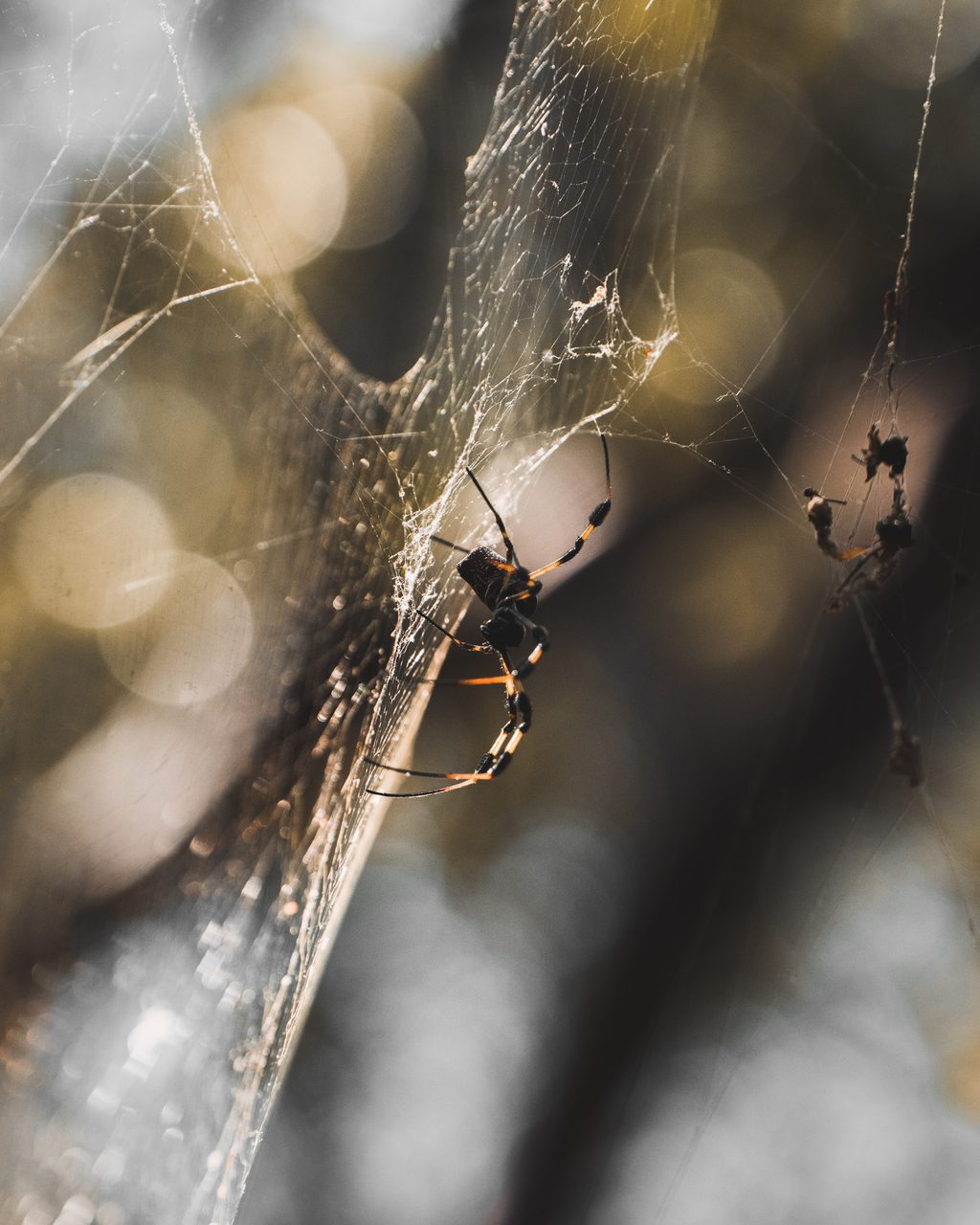 A spider on its web against a sunlit trunk.