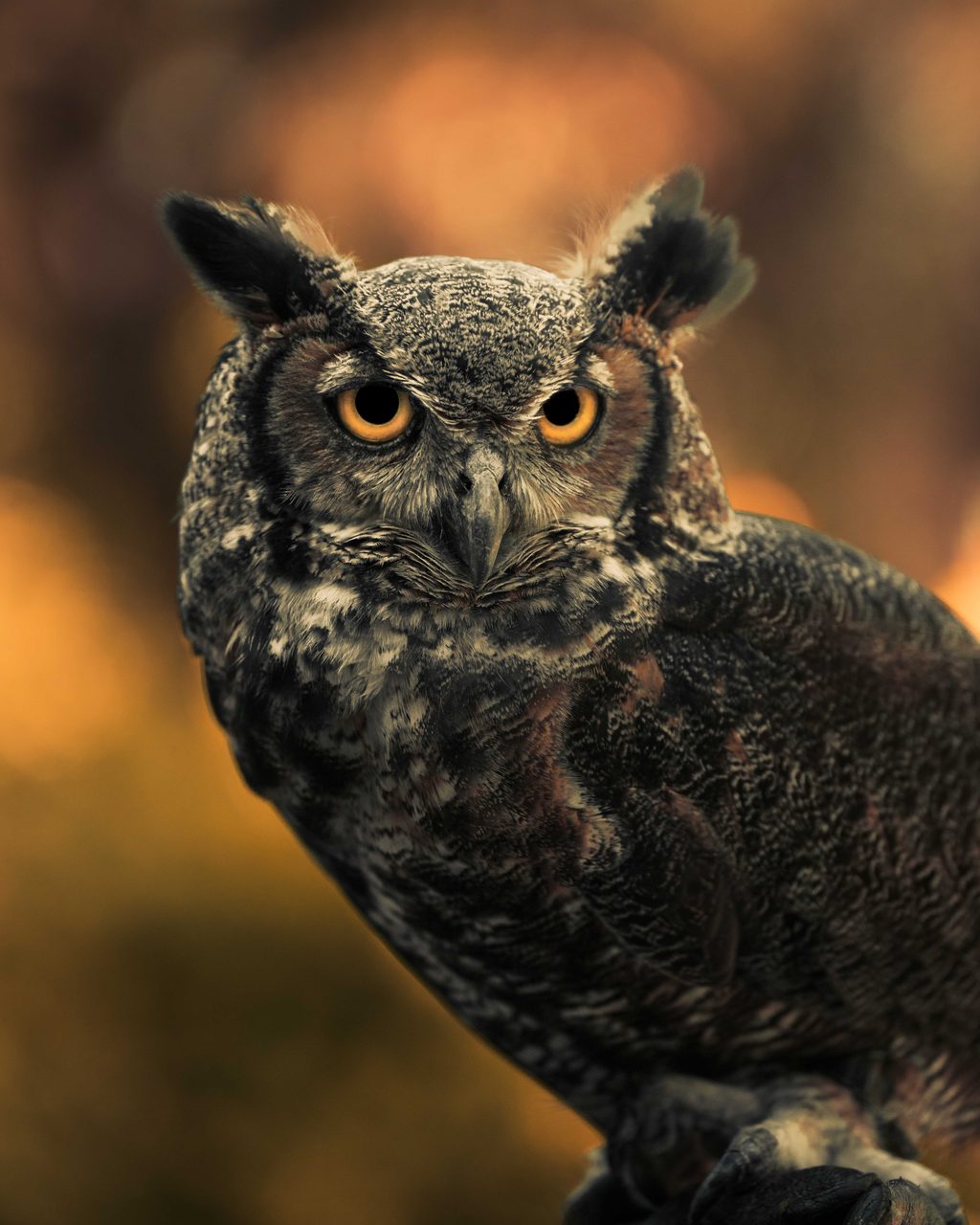 A great horned owl turning its head, ear tufts raised, against a burning orange ground.