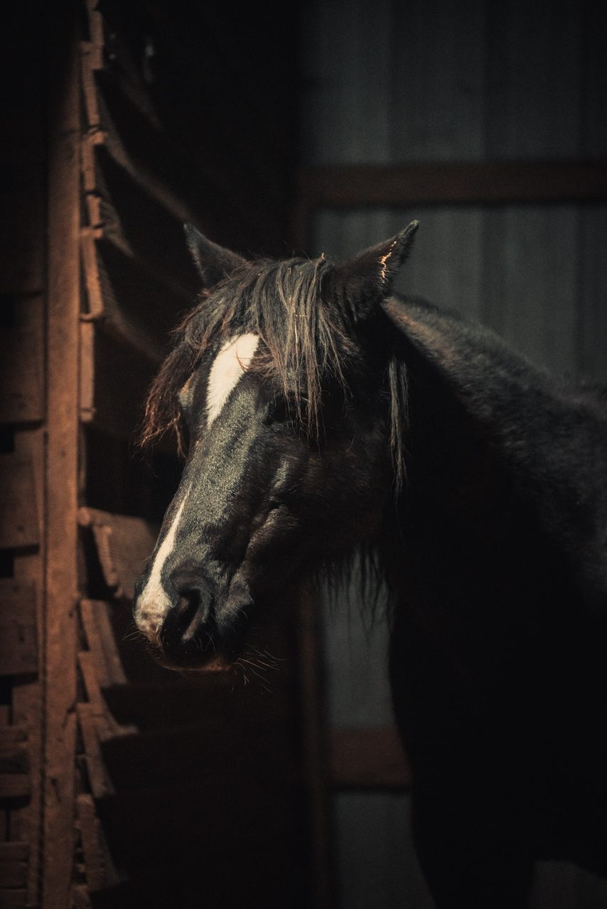 A black horse with a white blaze standing in the dark of a barn.