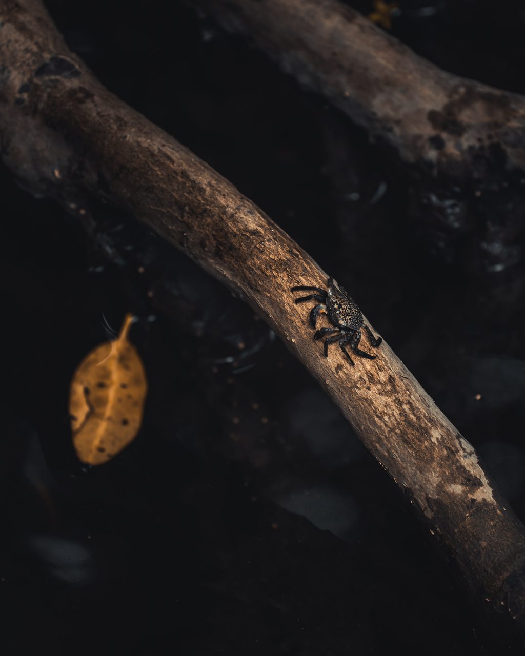 A small crab on a branch above dark water, one yellow leaf floating below.