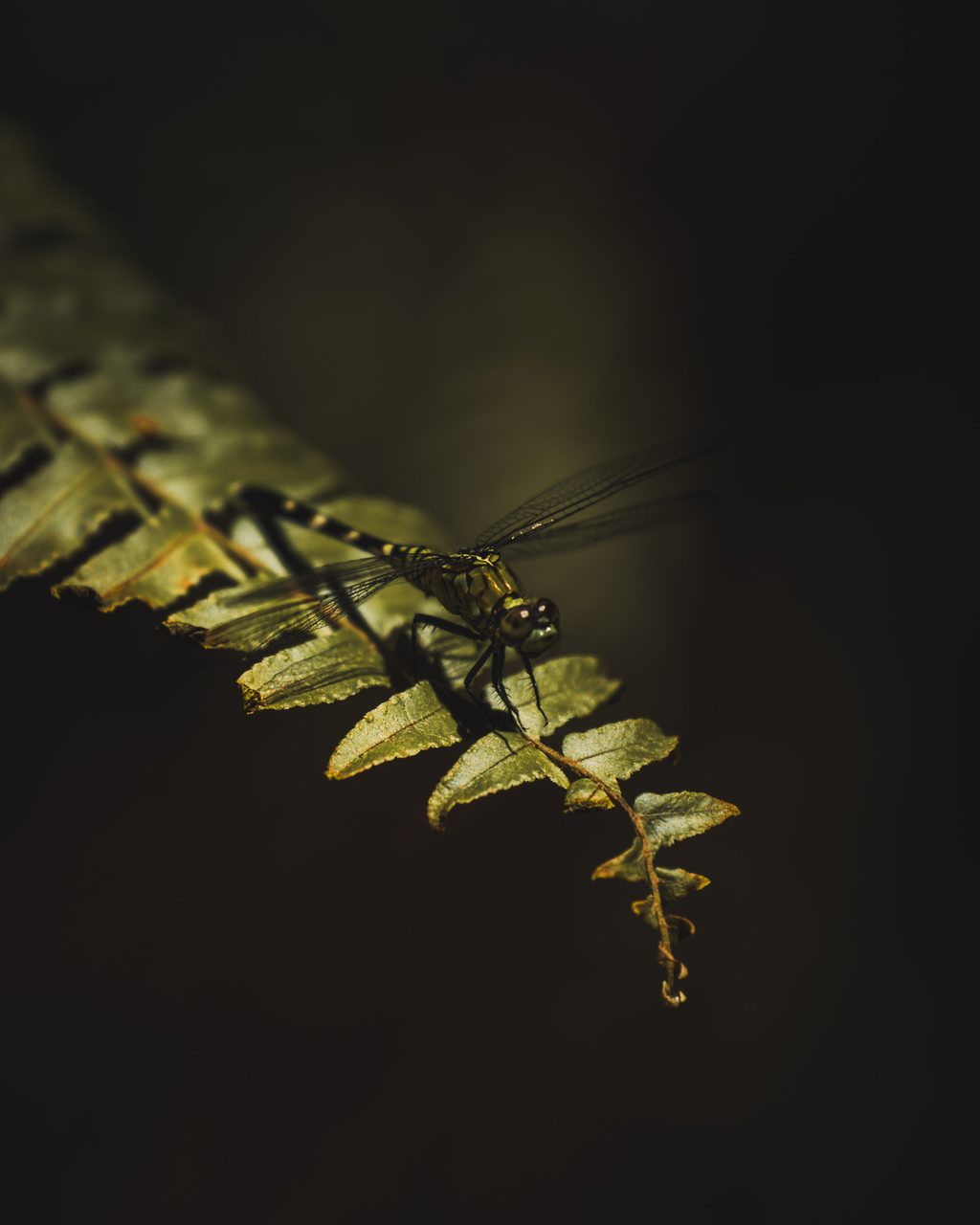 A dragonfly resting on the end of a fern frond in the dark.