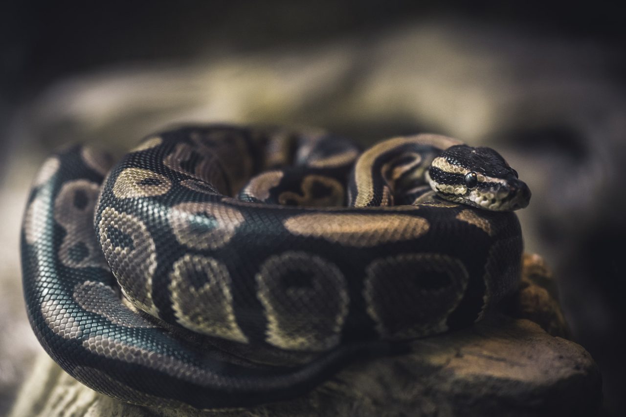 A ball python coiled on stone, its head resting on the coil.