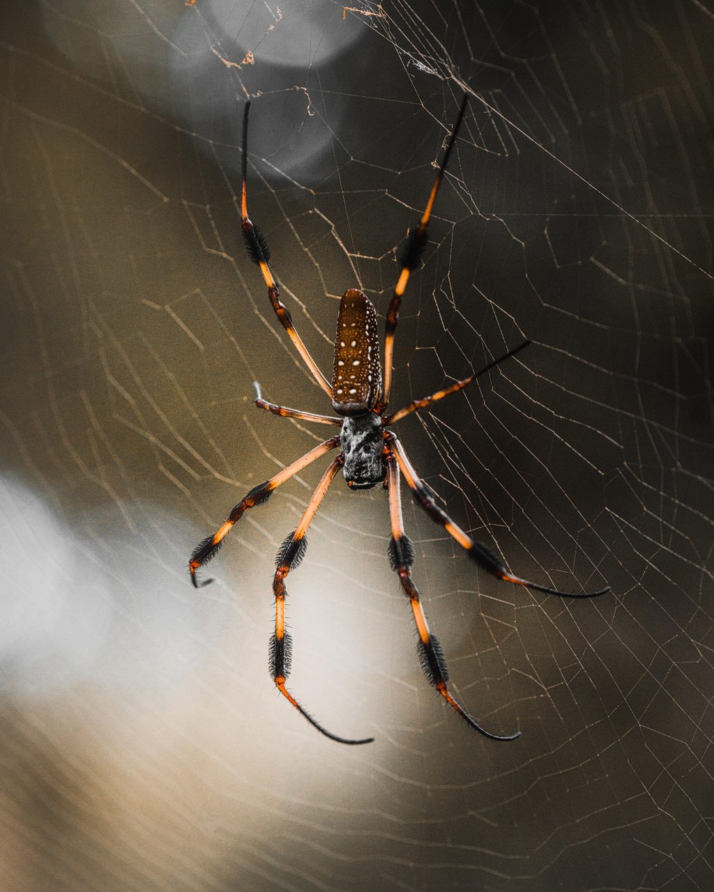 A golden silk orb weaver seen from above, its banded legs spread across the web.