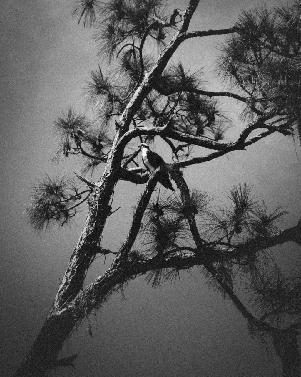 An eagle perched high in a pine, the sky behind it flat and pale.